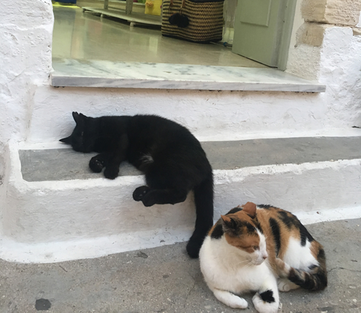image-gaios1